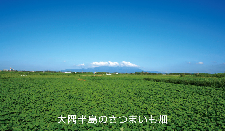 さつま芋畑